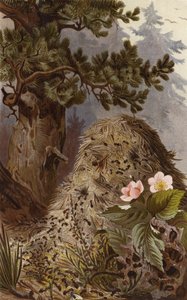 Rothe Waldameise 作者 欧洲学校